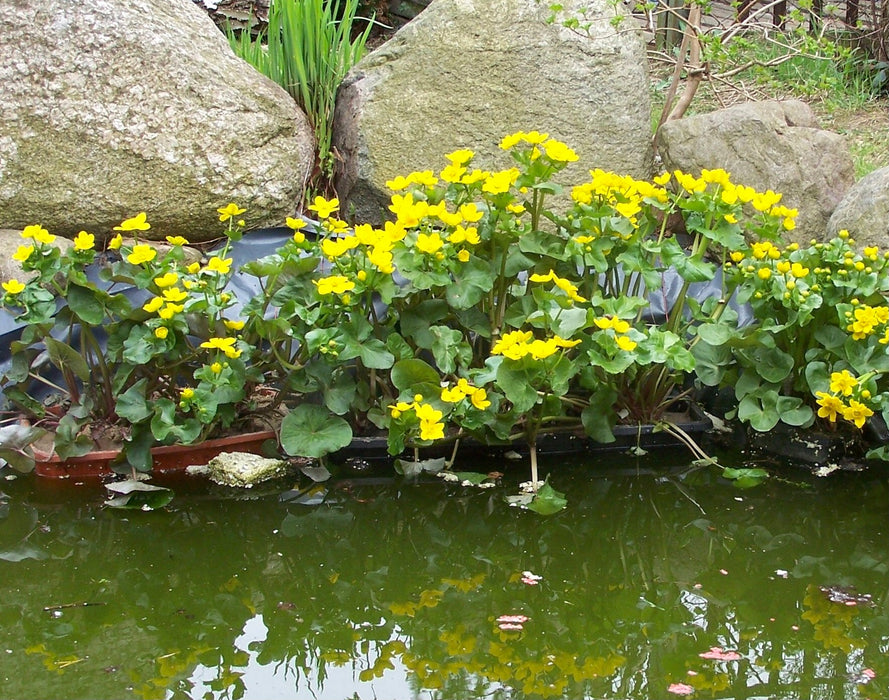 Marsh Marigold (Caltha palustris) 2x2x3" Pot