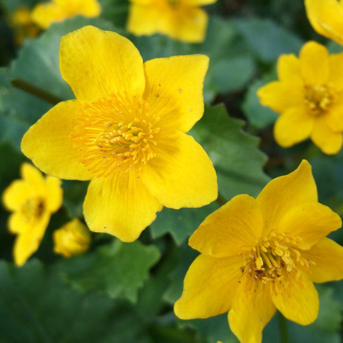 Marsh Marigold (Caltha palustris) 2x2x3" Pot