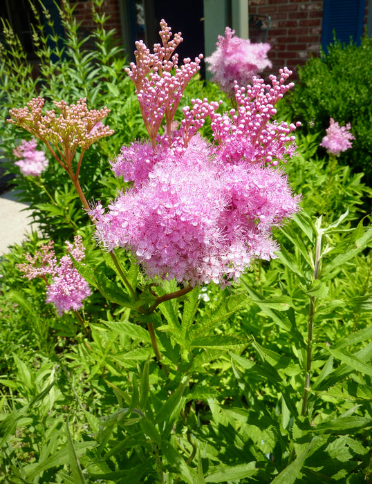 Queen of the Prairie (Filipendula rubra) 2x2x3" Pot