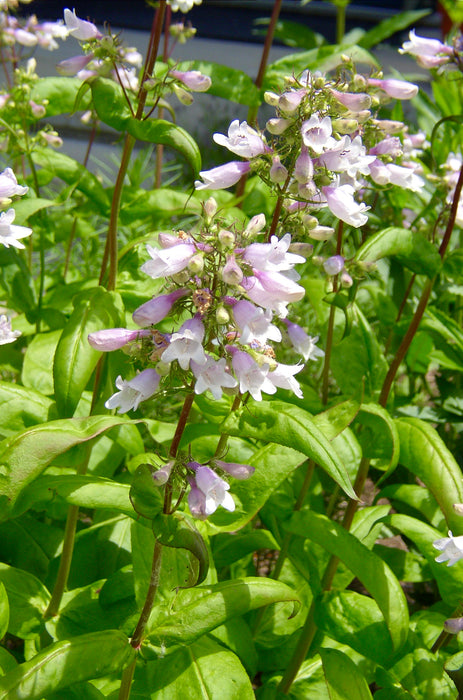 Calico Penstemon (Penstemon calycosus) 2x2x3" Pot