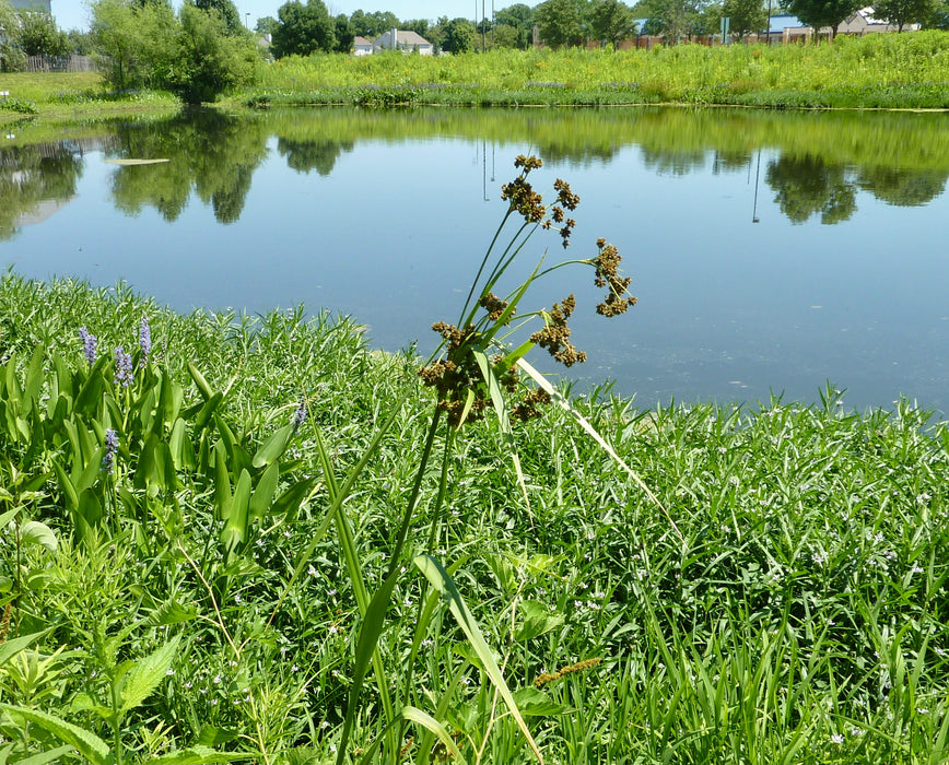 Dark Green Bulrush (Scirpus atrovirens) 2x2x3" Pot