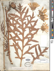 Compass Plant (Silphium laciniatum)